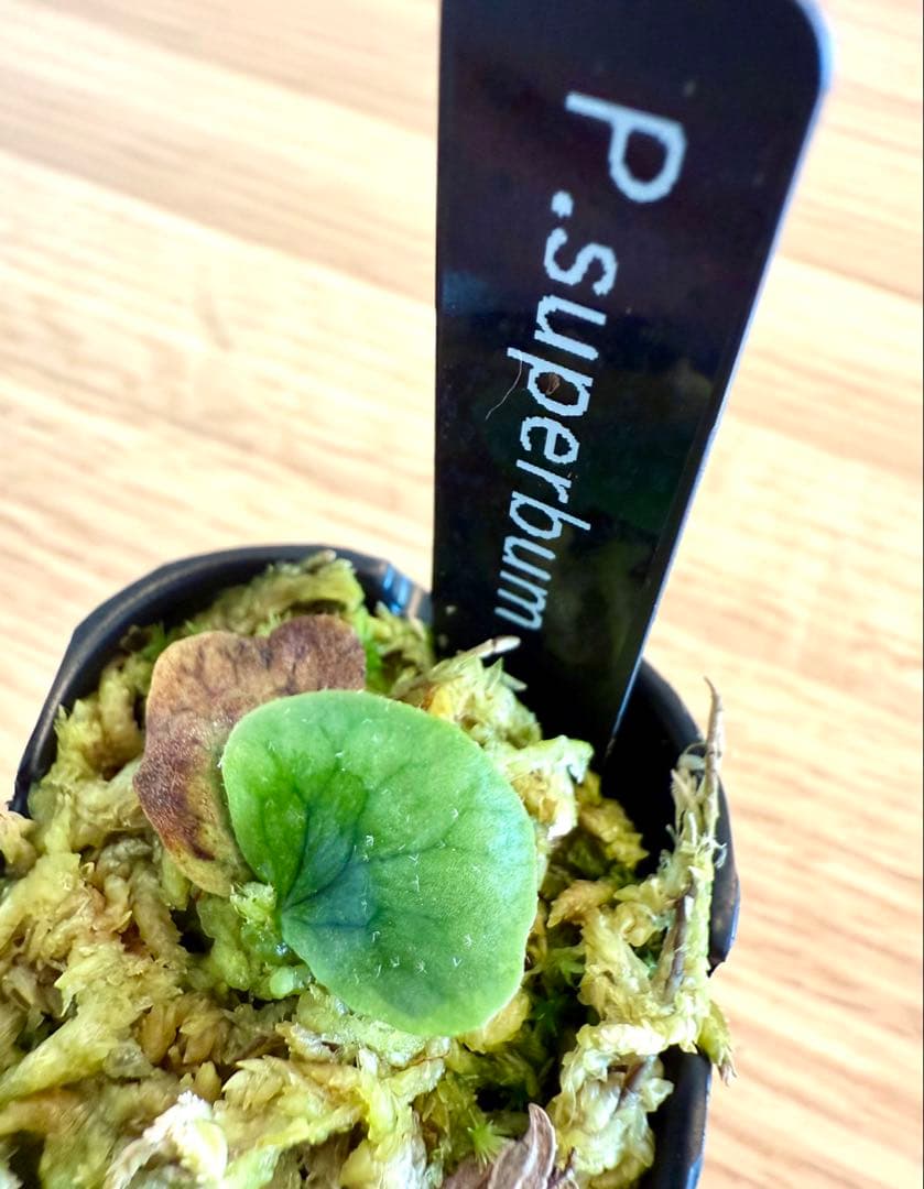 ビカクシダ セット OMG リドレイドワーフ、マダガスカリエンセ