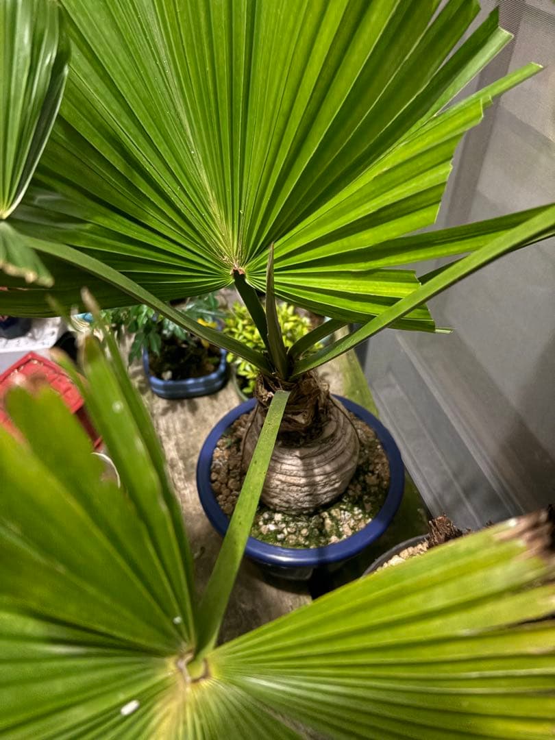 玉クバ　希少　珍奇植物　塊根植物　レア　トックリビロウ　神木