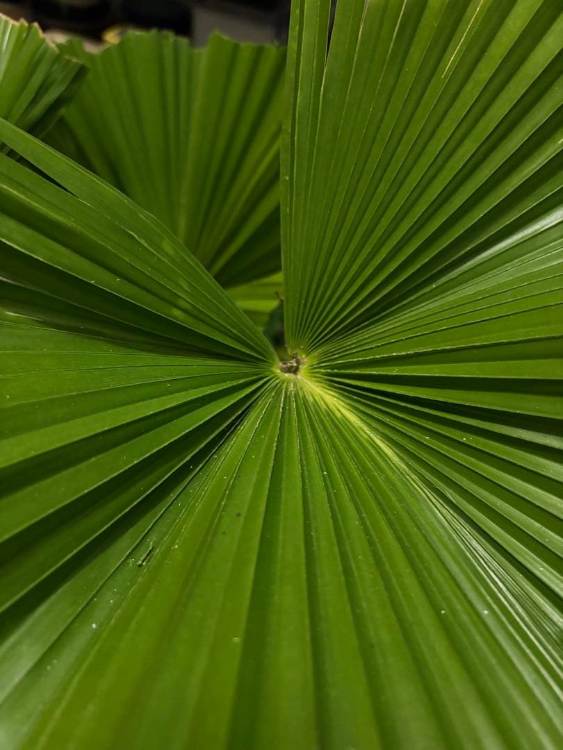 玉クバ　希少　珍奇植物　塊根植物　レア　トックリビロウ　神木