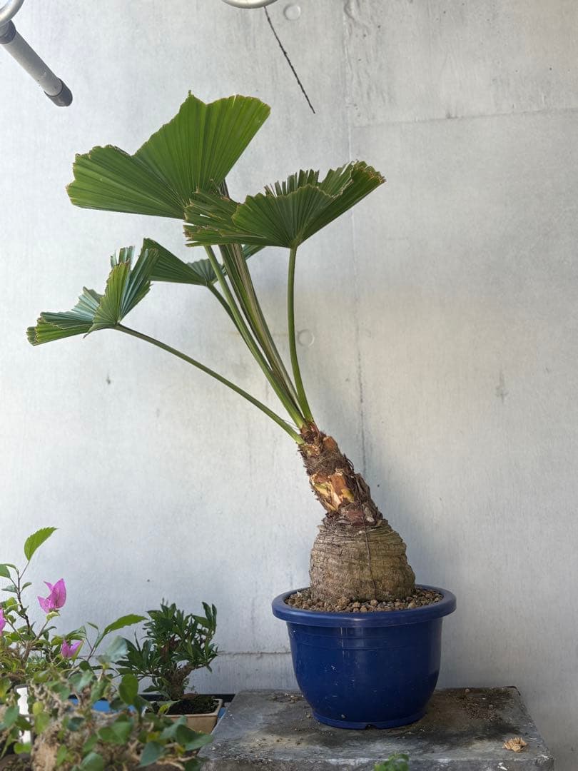 玉クバ　希少　珍奇植物　塊根植物　レア　トックリビロウ　神木