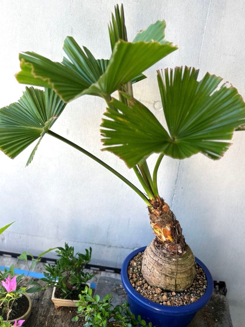 玉クバ　希少　珍奇植物　塊根植物　レア　トックリビロウ　神木