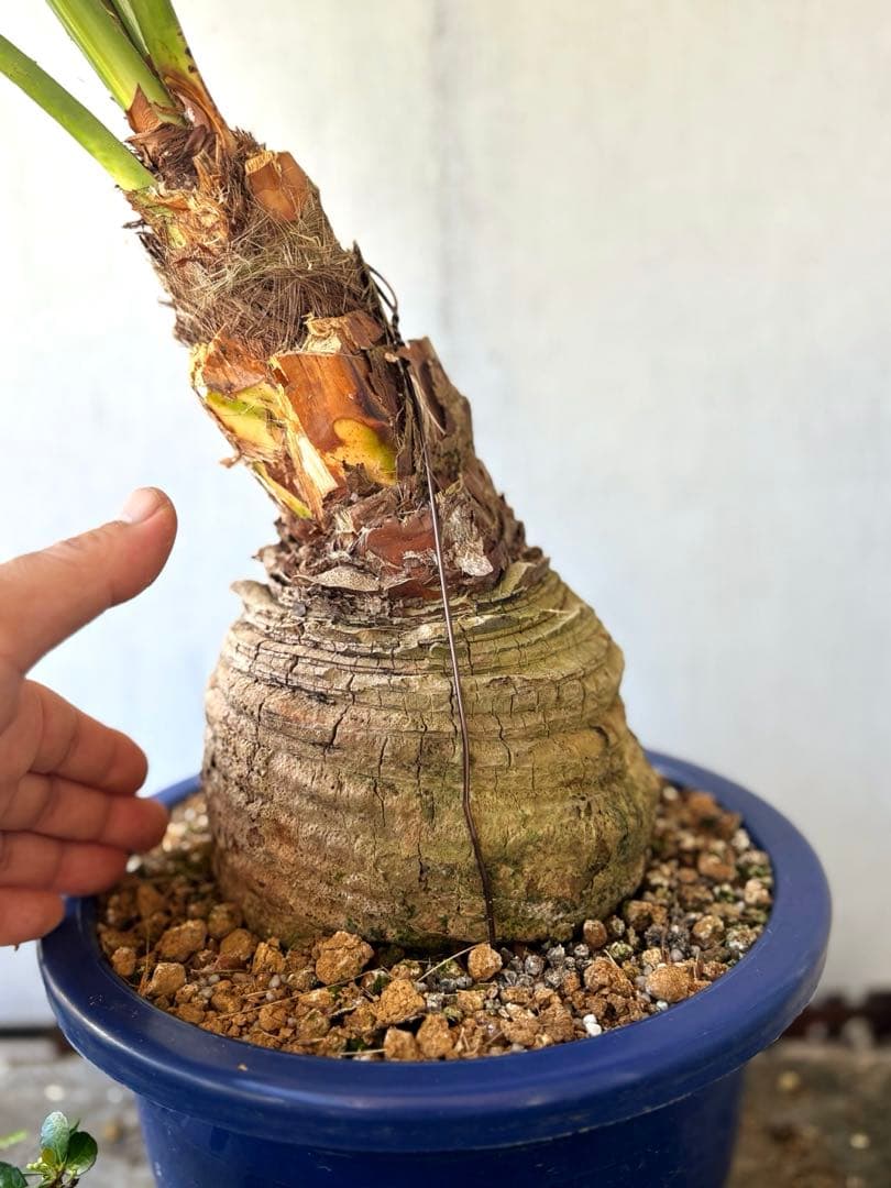 玉クバ　希少　珍奇植物　塊根植物　レア　トックリビロウ　神木