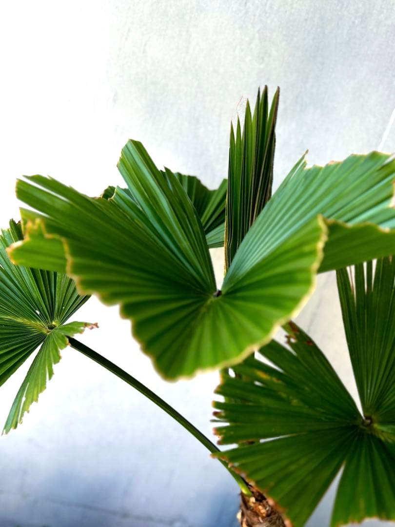 玉クバ　希少　珍奇植物　塊根植物　レア　トックリビロウ　神木