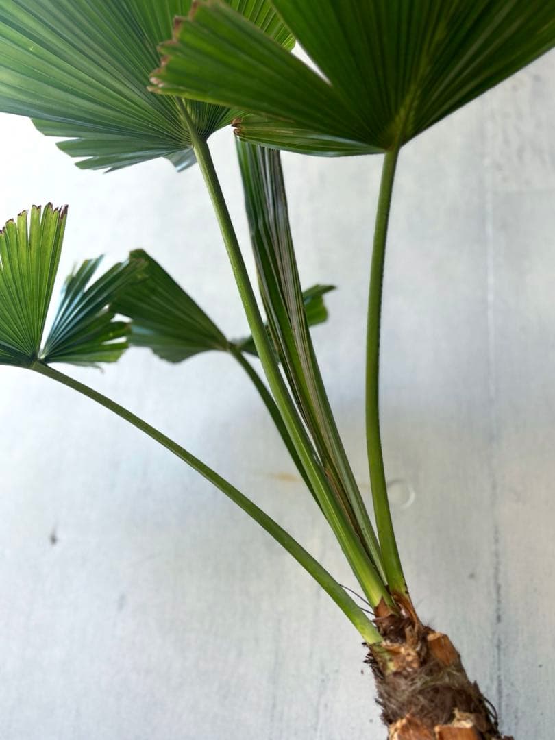 玉クバ　希少　珍奇植物　塊根植物　レア　トックリビロウ　神木