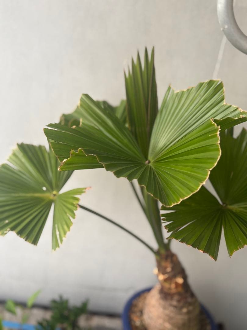 玉クバ　希少　珍奇植物　塊根植物　レア　トックリビロウ　神木