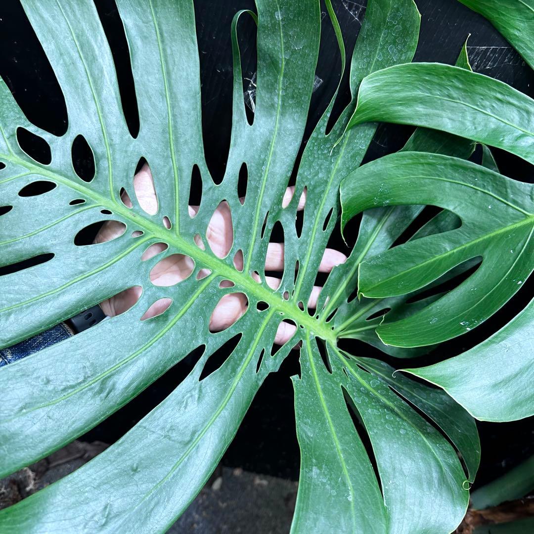 モンステラデリシオーサマクロコズム超希少系統鉢植え84㎝