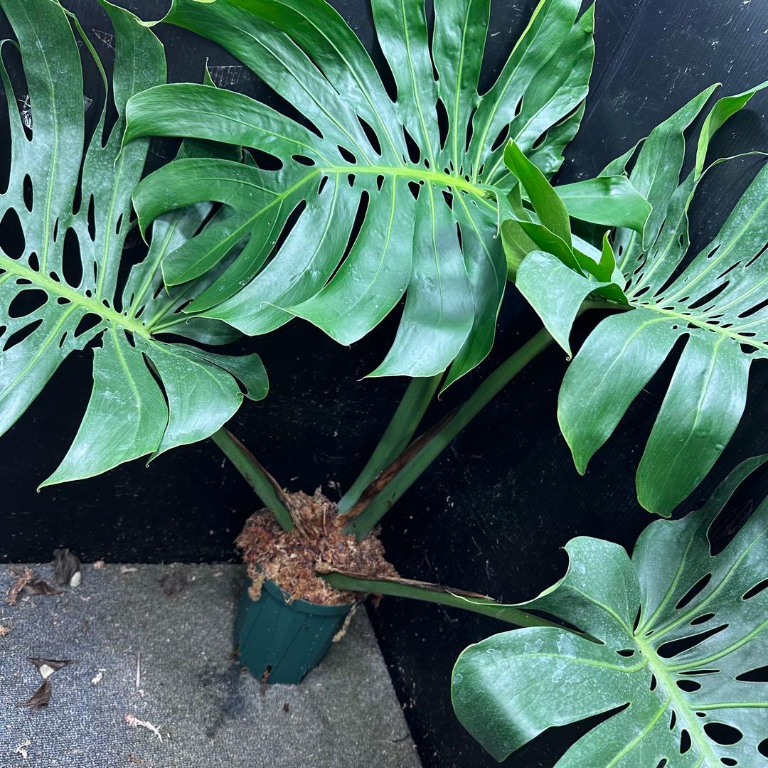 モンステラデリシオーサマクロコズム超希少系統鉢植え84㎝