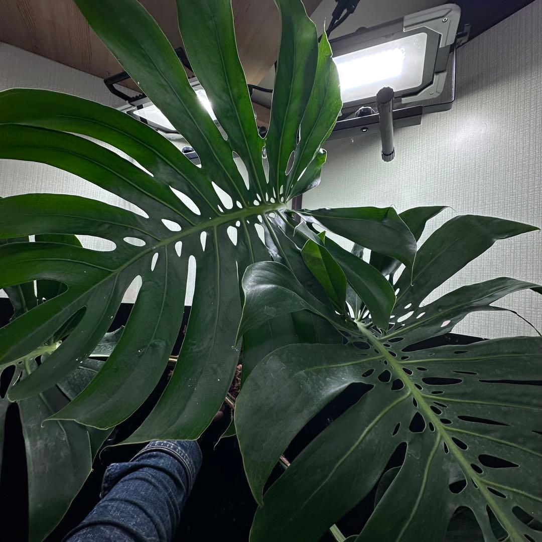 モンステラデリシオーサマクロコズム超希少系統鉢植え84㎝