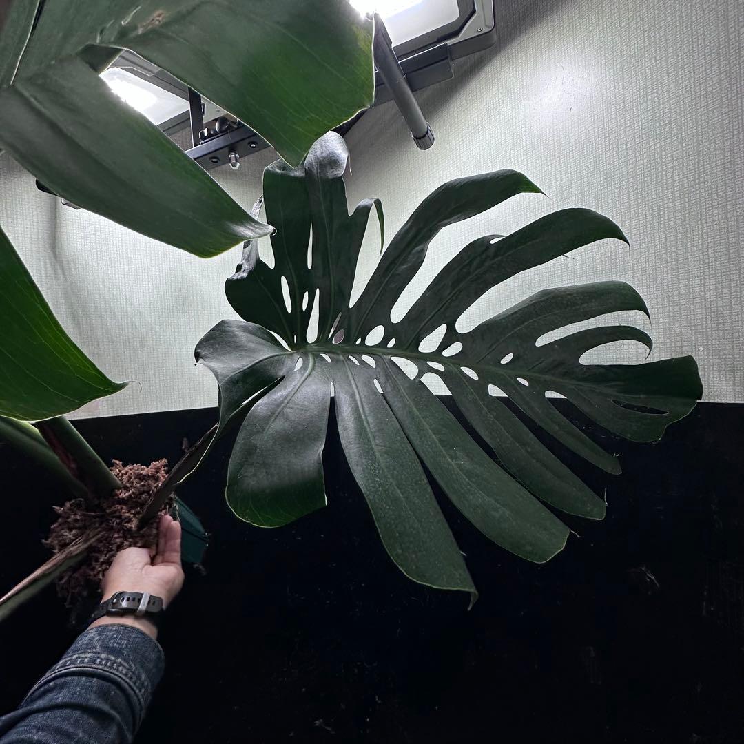 モンステラデリシオーサマクロコズム超希少系統鉢植え84㎝