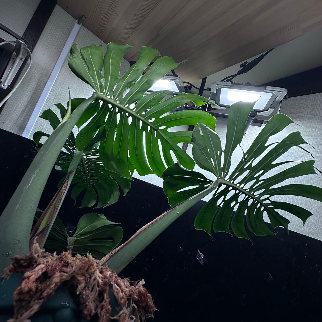 モンステラデリシオーサマクロコズム超希少系統鉢植え84㎝