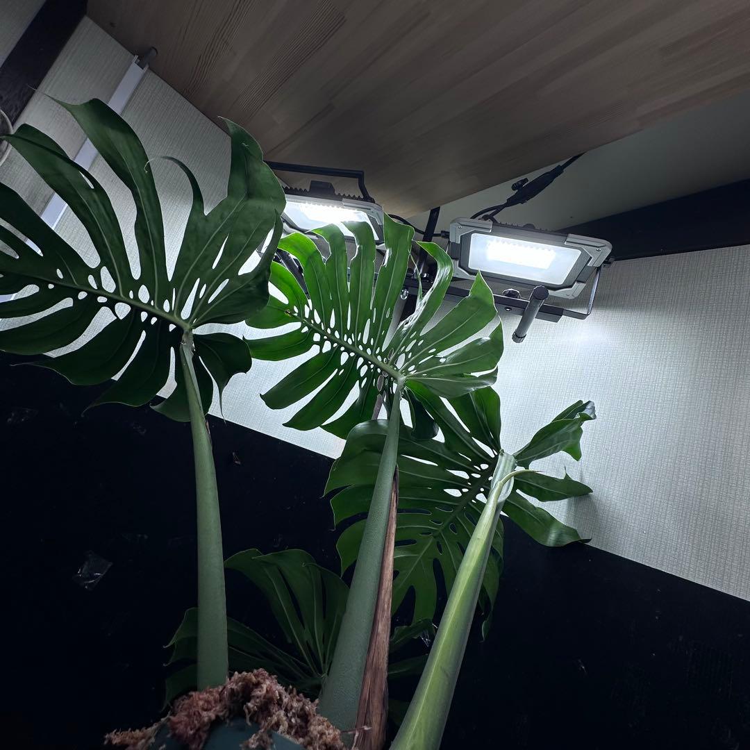 モンステラデリシオーサマクロコズム超希少系統鉢植え84㎝