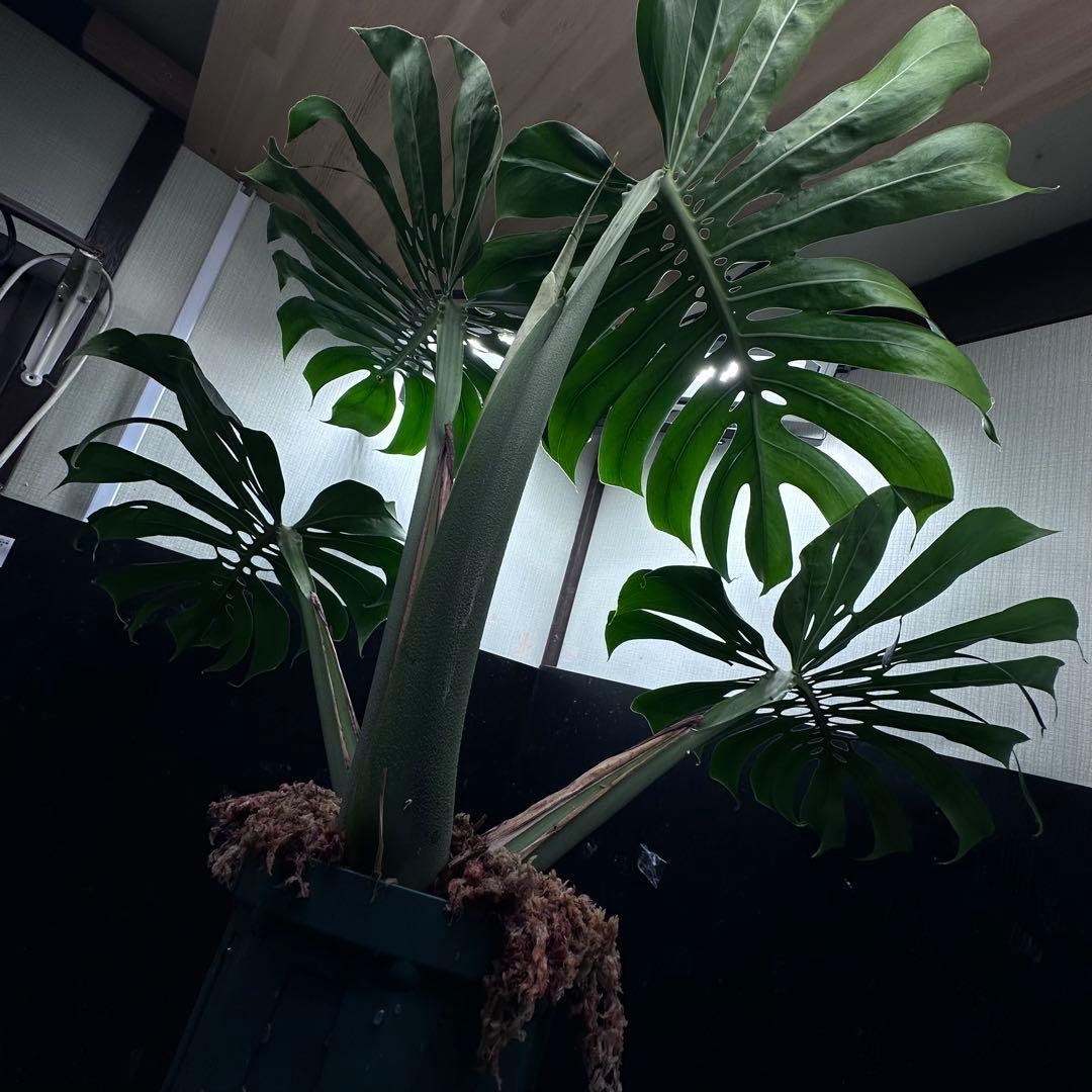 モンステラデリシオーサマクロコズム超希少系統鉢植え84㎝