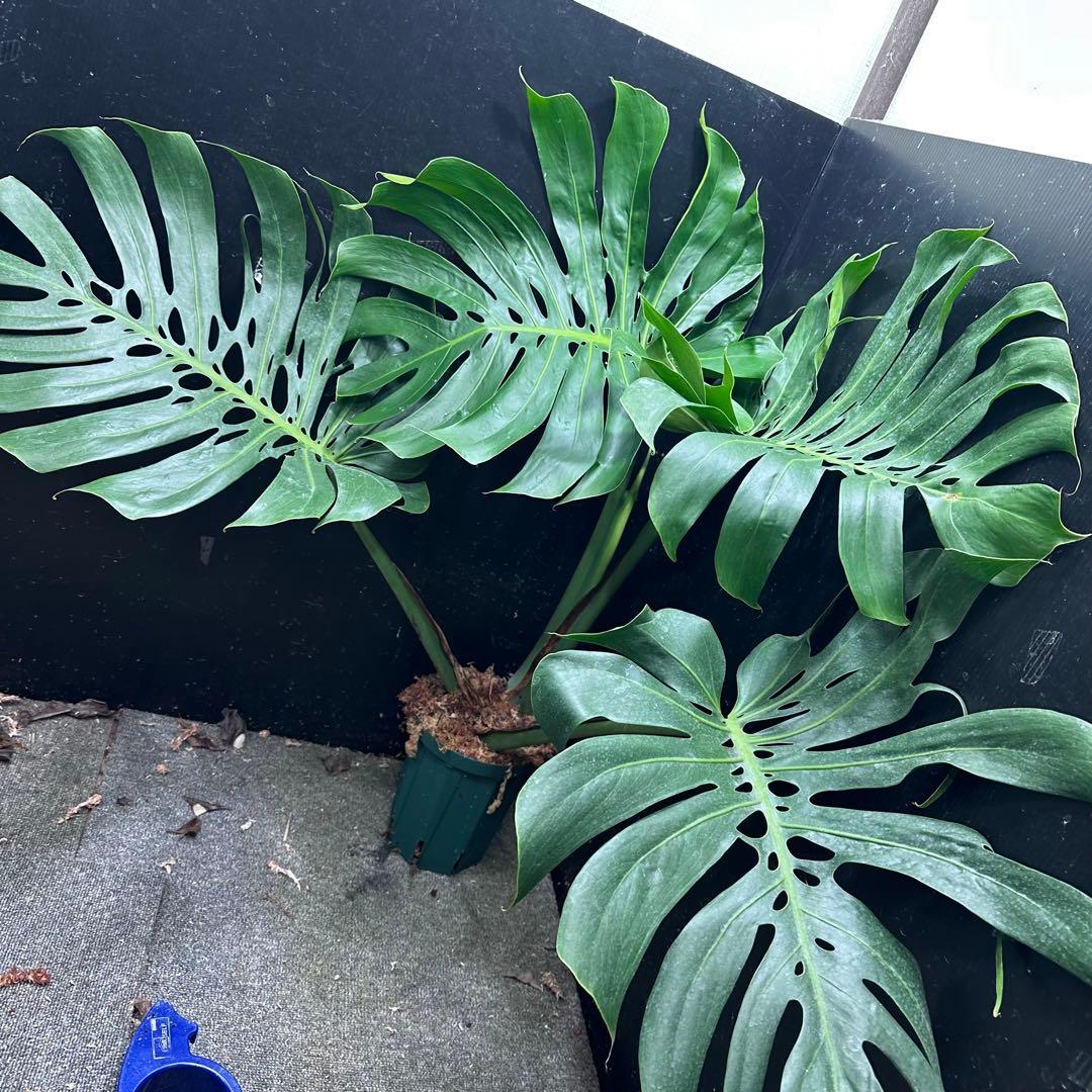 モンステラデリシオーサマクロコズム超希少系統鉢植え84㎝