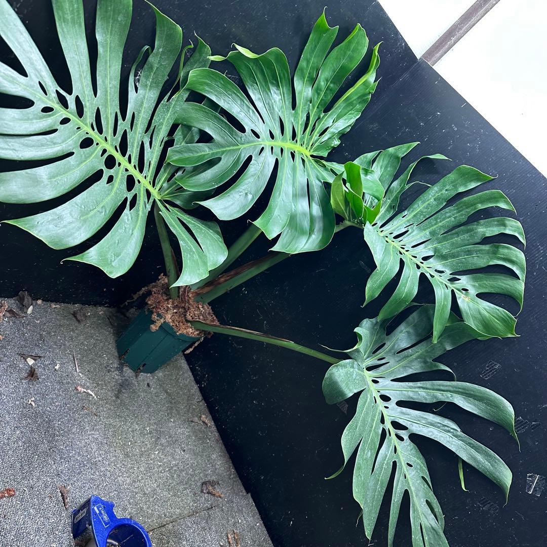 モンステラデリシオーサマクロコズム超希少系統鉢植え84㎝