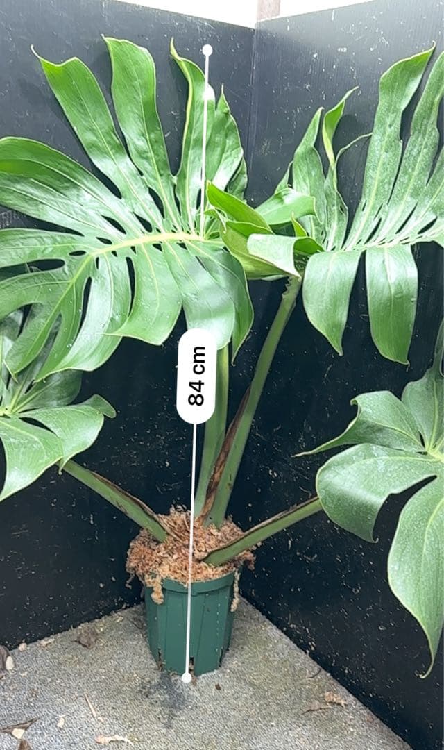 モンステラデリシオーサマクロコズム超希少系統鉢植え84㎝