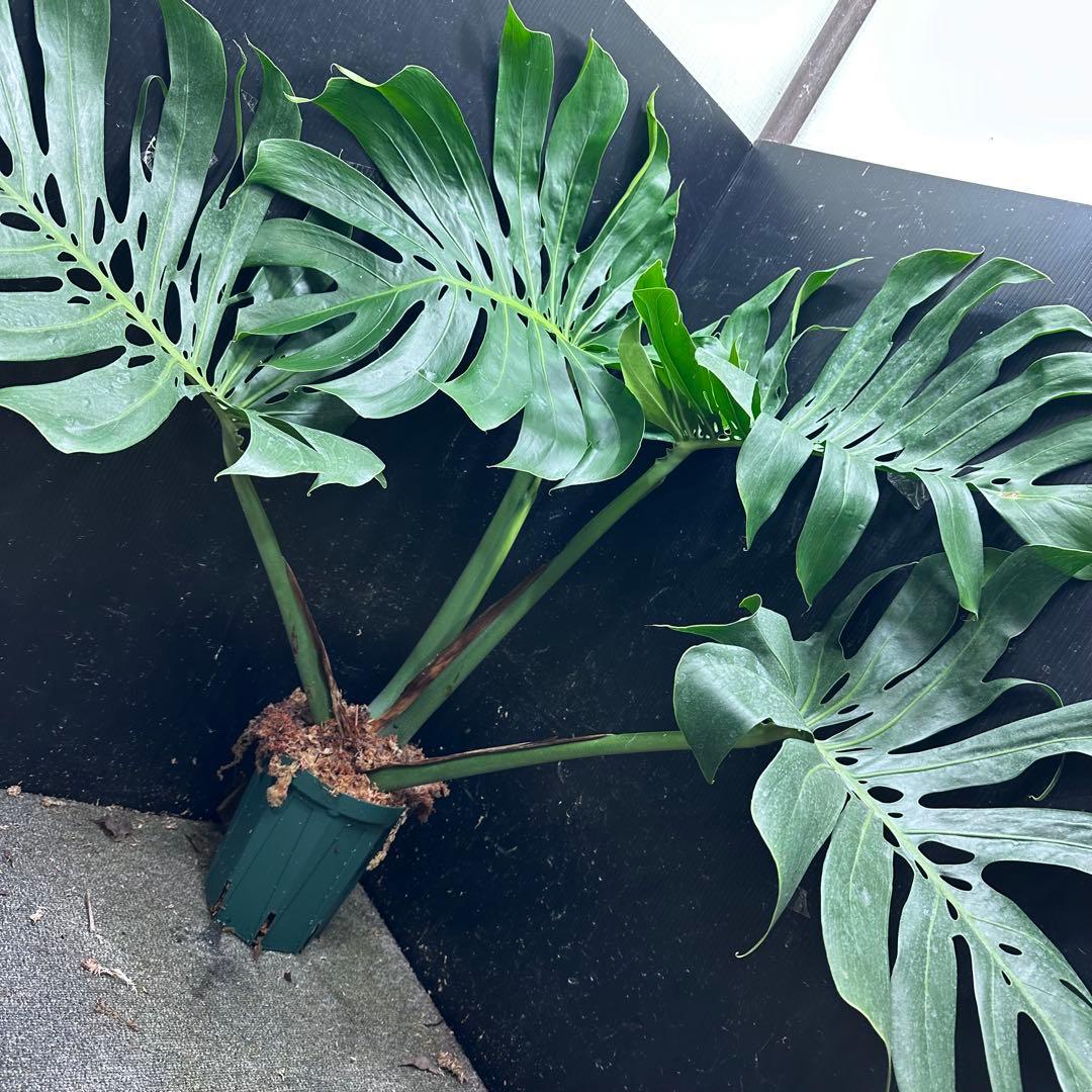 モンステラデリシオーサマクロコズム超希少系統鉢植え84㎝