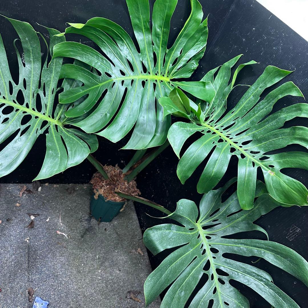 モンステラデリシオーサマクロコズム超希少系統鉢植え84㎝