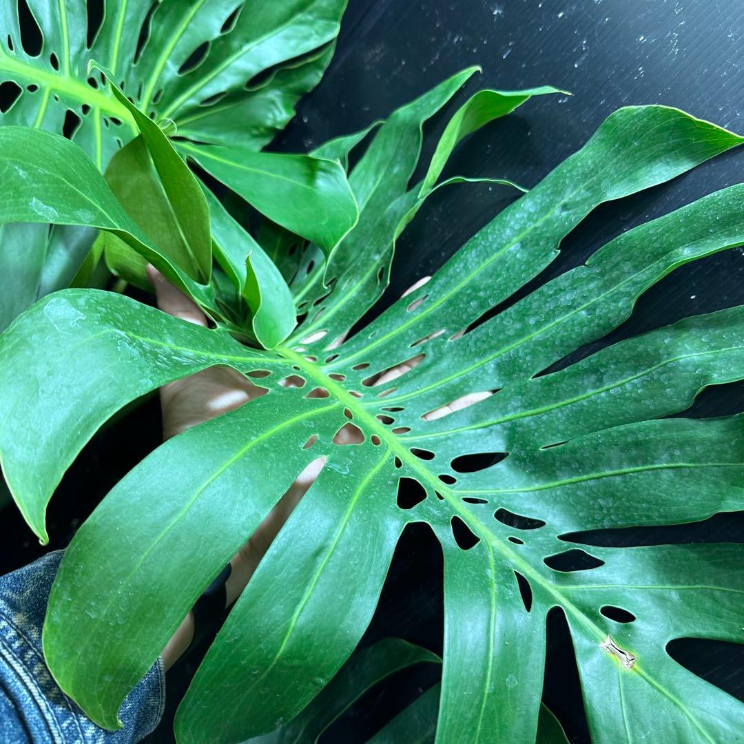 モンステラデリシオーサマクロコズム超希少系統鉢植え84㎝