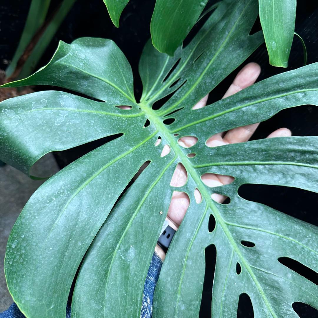 モンステラデリシオーサマクロコズム超希少系統鉢植え84㎝