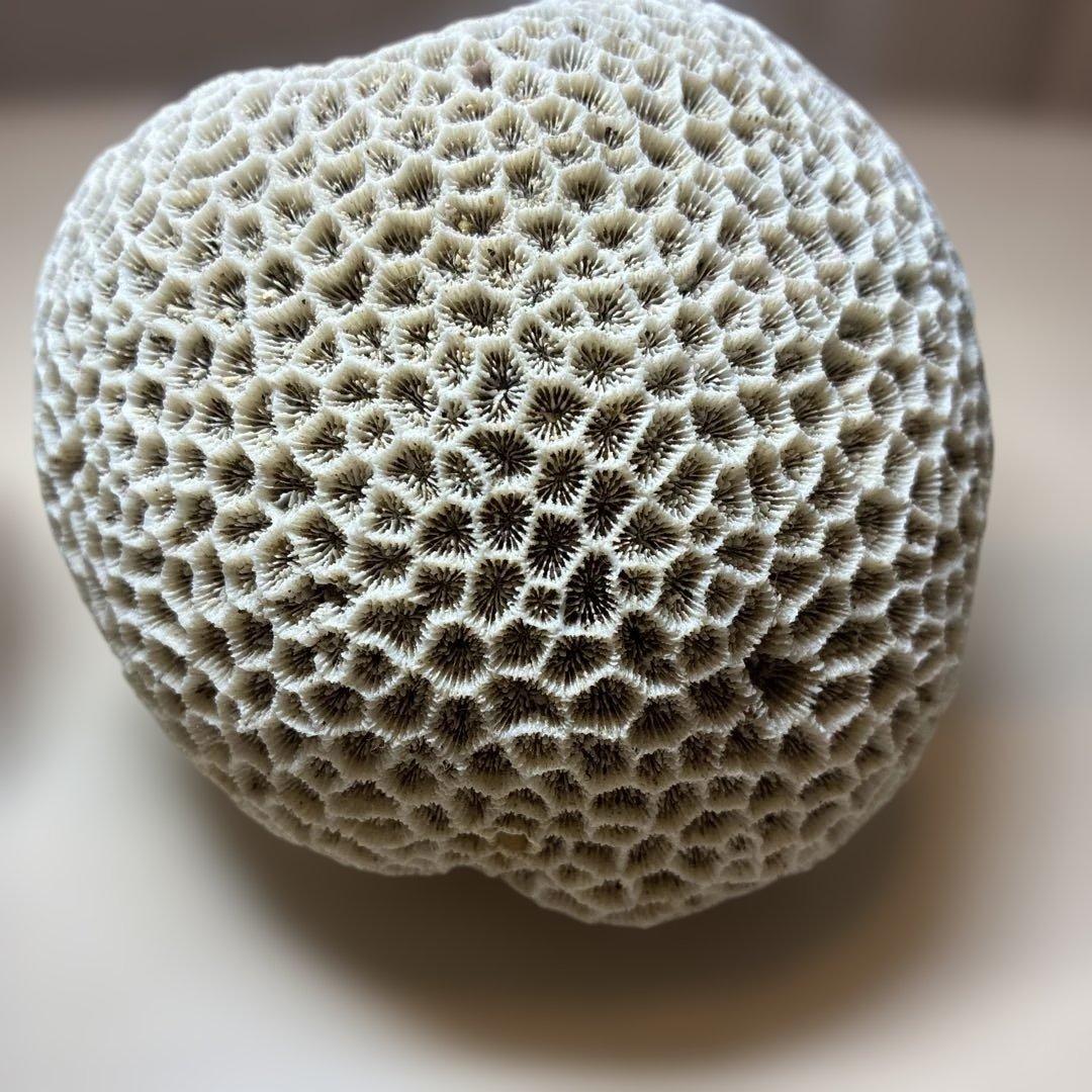 サンゴの化石 置物 ２個せット