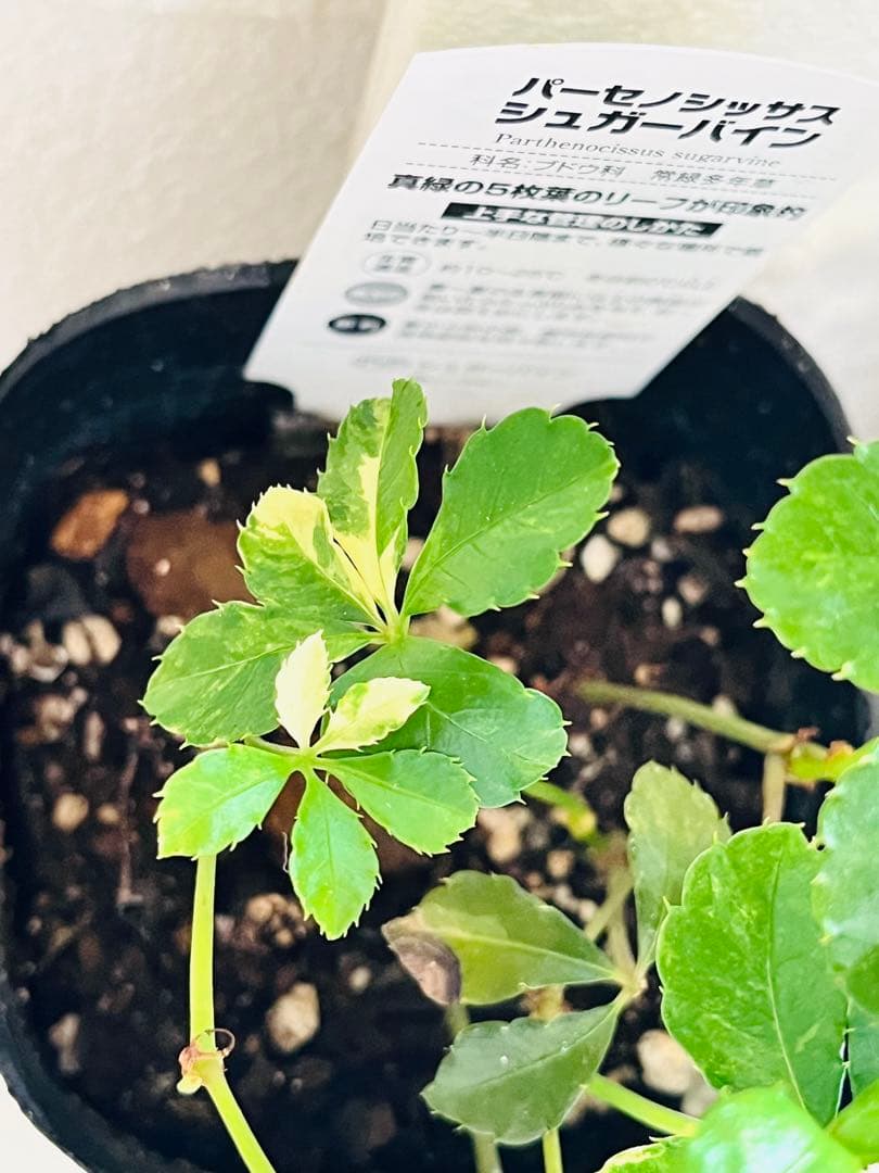 ◇【オーダー制】斑入りジュガーバイン　札なし　1鉢¥800 レア　鉢ごと発送