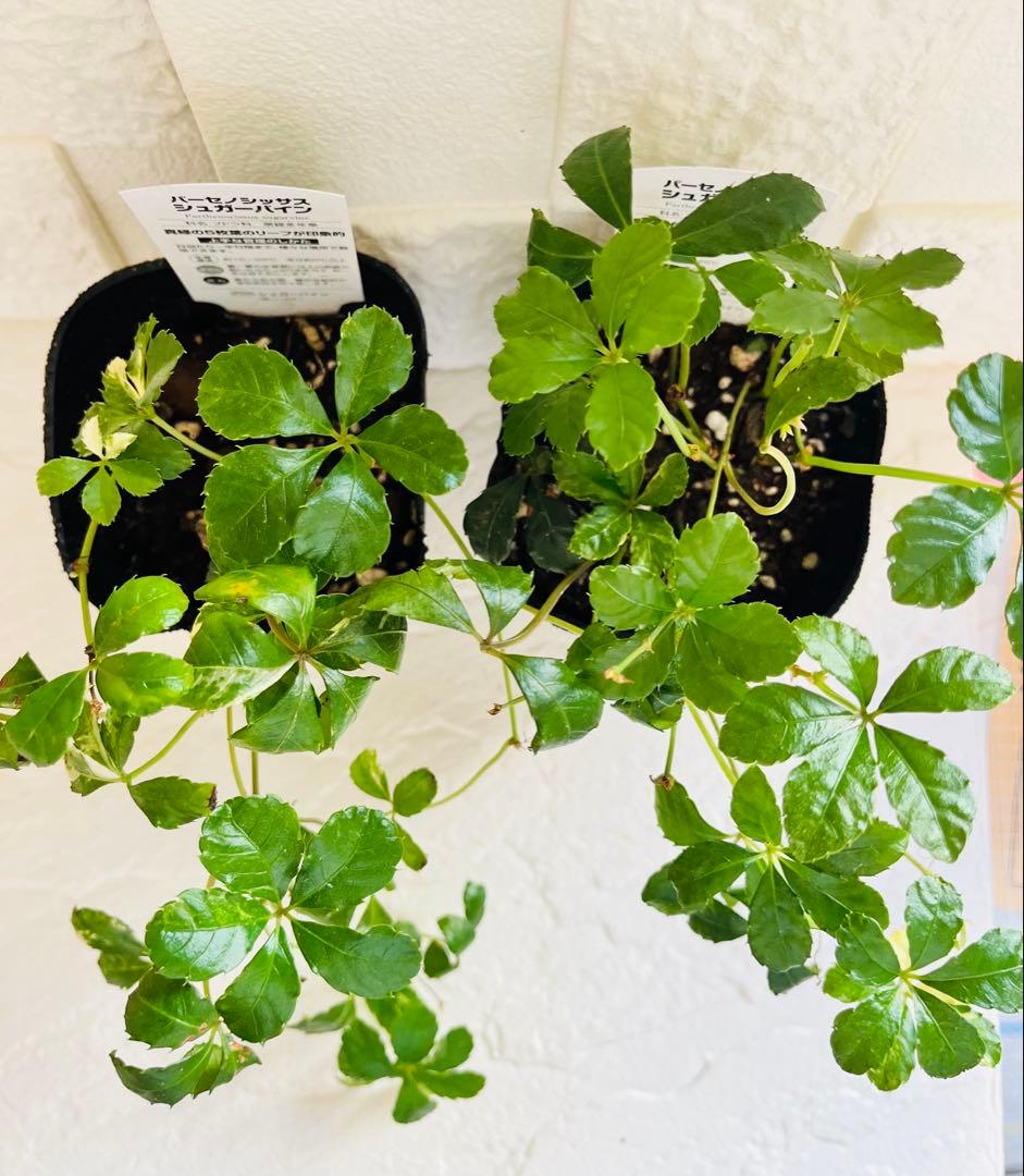 ◇【オーダー制】斑入りジュガーバイン　札なし　1鉢¥800 レア　鉢ごと発送