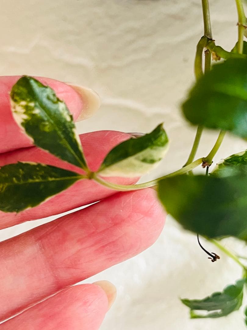 ◇【オーダー制】斑入りジュガーバイン　札なし　1鉢¥800 レア　鉢ごと発送