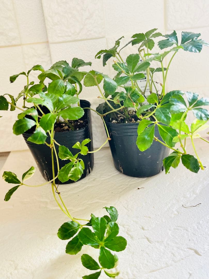 ◇【オーダー制】斑入りジュガーバイン　札なし　1鉢¥800 レア　鉢ごと発送