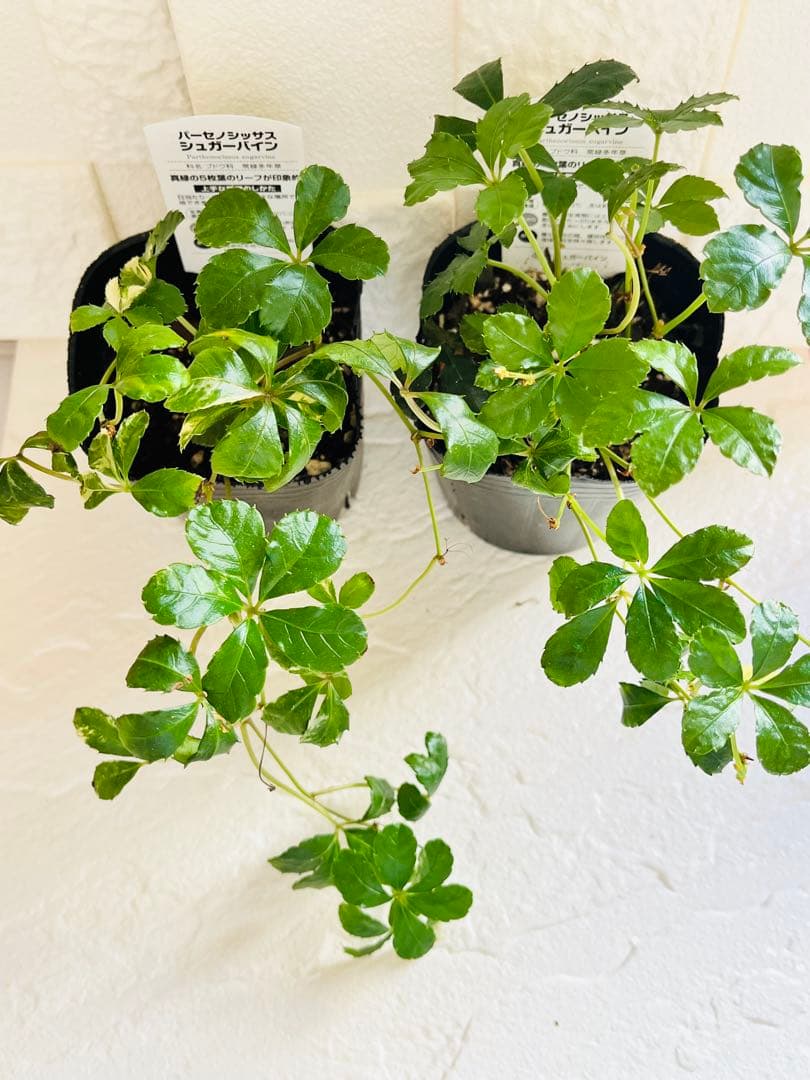 ◇【オーダー制】斑入りジュガーバイン　札なし　1鉢¥800 レア　鉢ごと発送