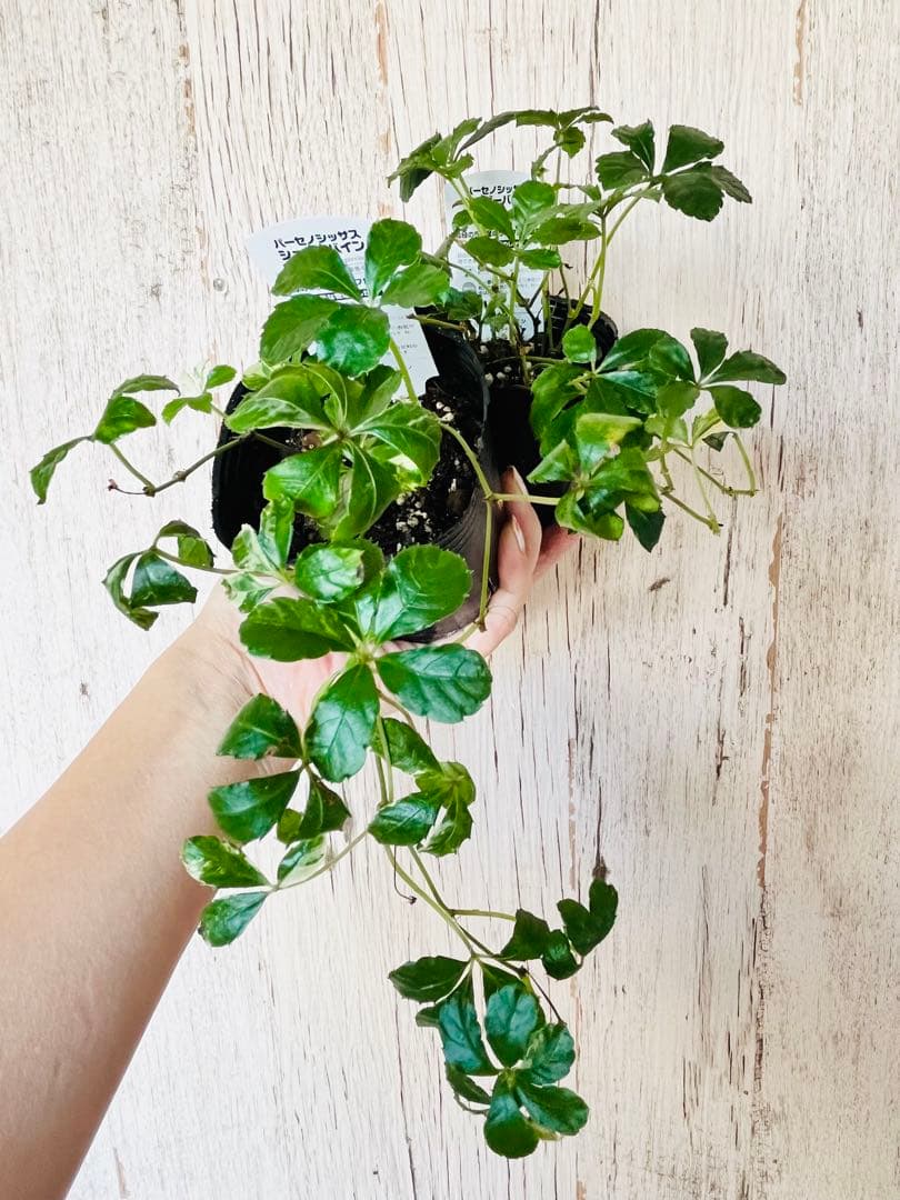 ◇【オーダー制】斑入りジュガーバイン　札なし　1鉢¥800 レア　鉢ごと発送