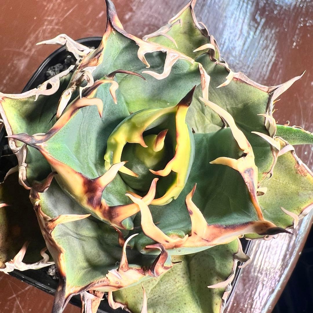 一株限定！初出し　アガベ　オテロイ　選抜実生　脇目子株