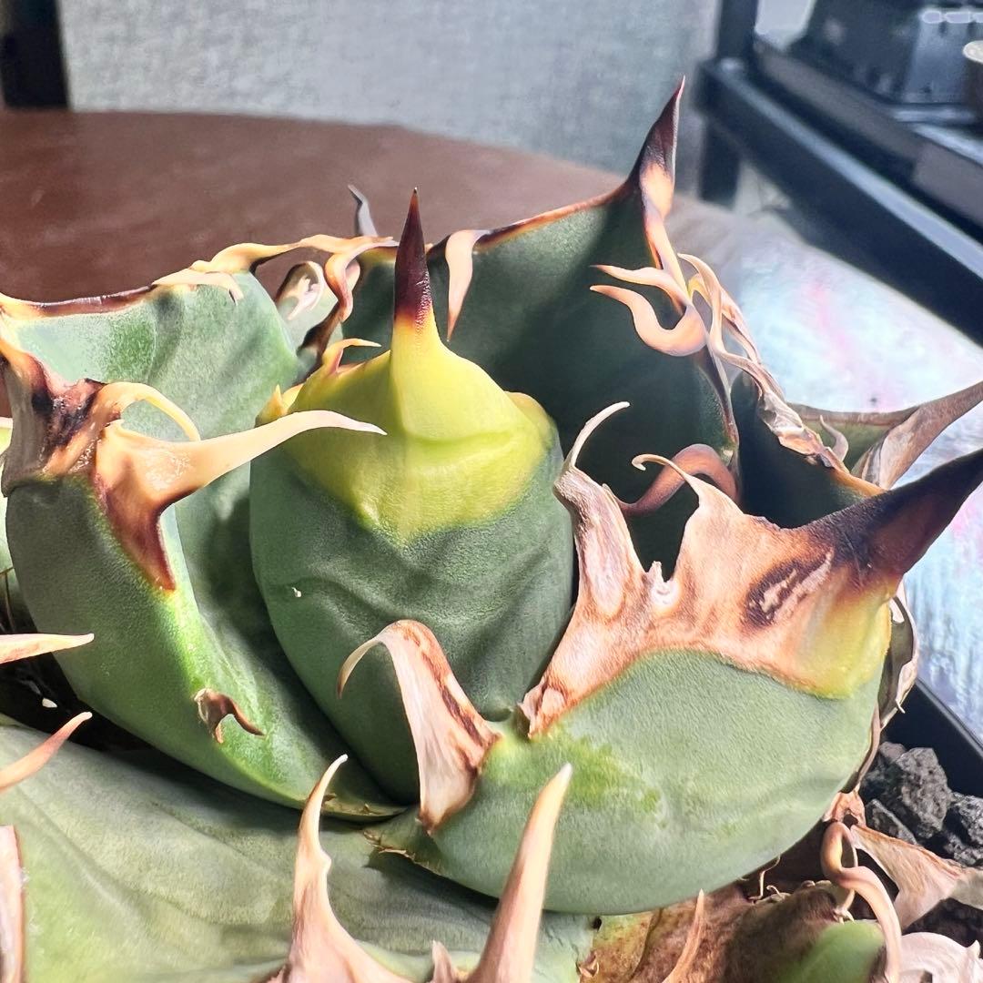 一株限定！初出し　アガベ　オテロイ　選抜実生　脇目子株