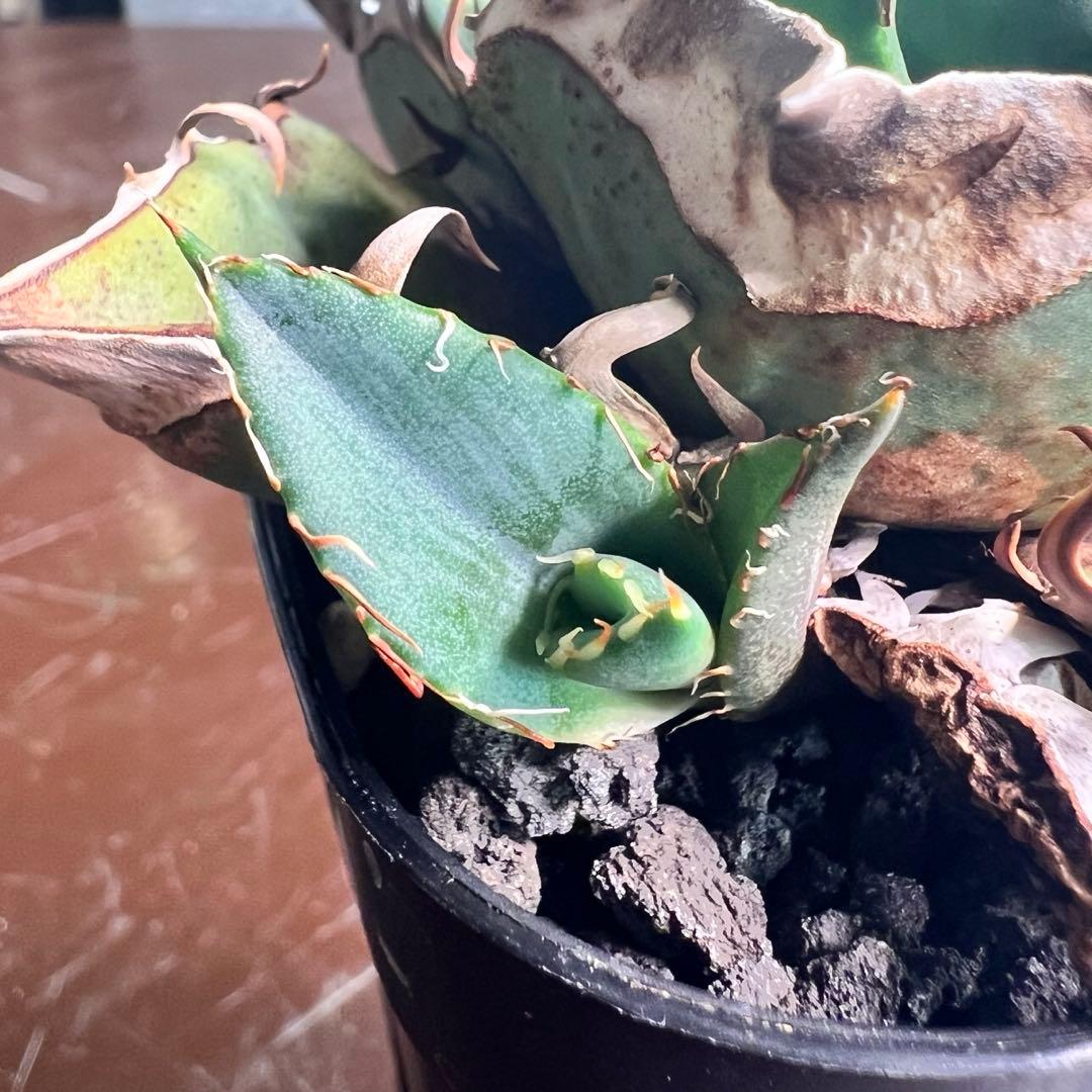 一株限定！初出し　アガベ　オテロイ　選抜実生　脇目子株