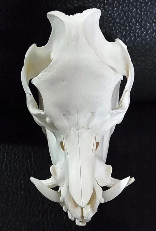 ミニブタ（ポットベリー・ピッグ ）頭骨（大）オス ★ NO.3