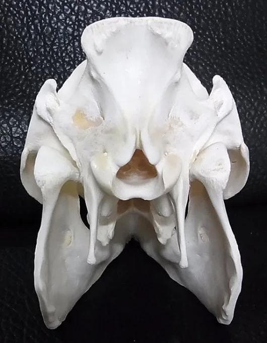 ミニブタ（ポットベリー・ピッグ ）頭骨（大）オス ★ NO.3