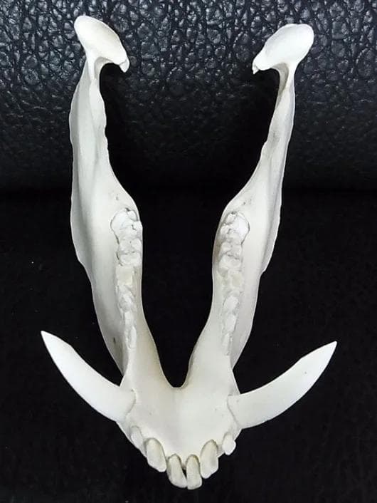 ミニブタ（ポットベリー・ピッグ ）頭骨（大）オス ★ NO.3