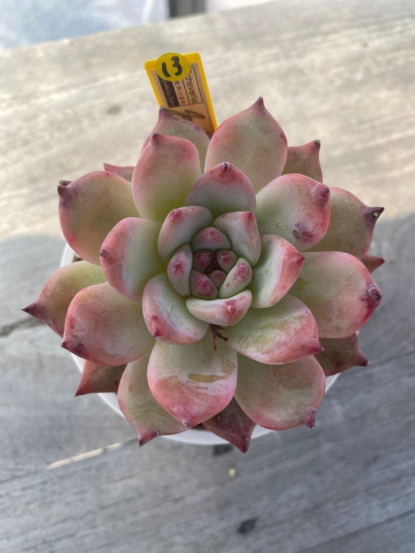 40】カリフォルニア輸入SAMリンゼアナNo.5 希少多肉植物