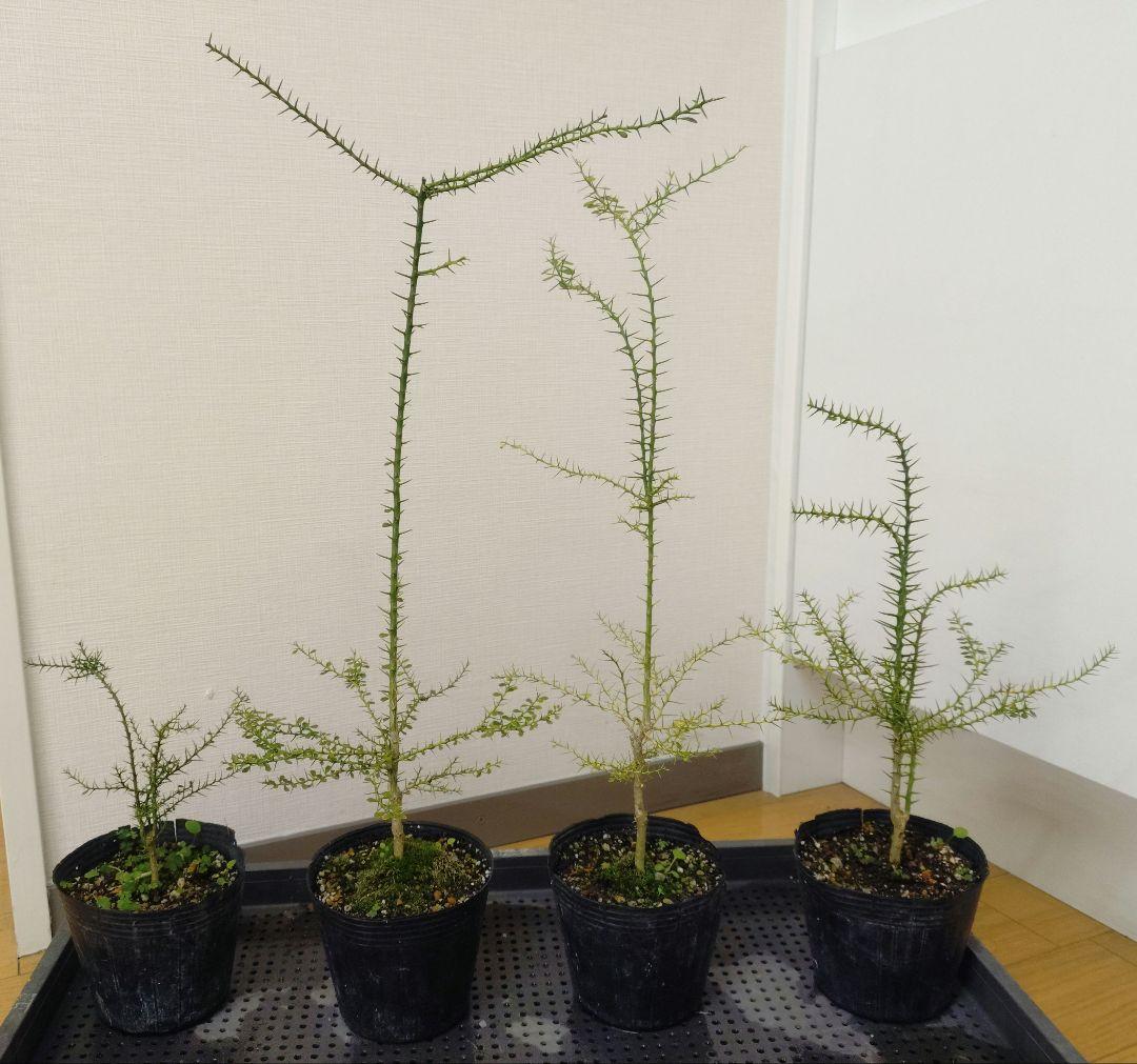 フィンガーライム苗4株＋カラタチ苗9株 - メルカリ