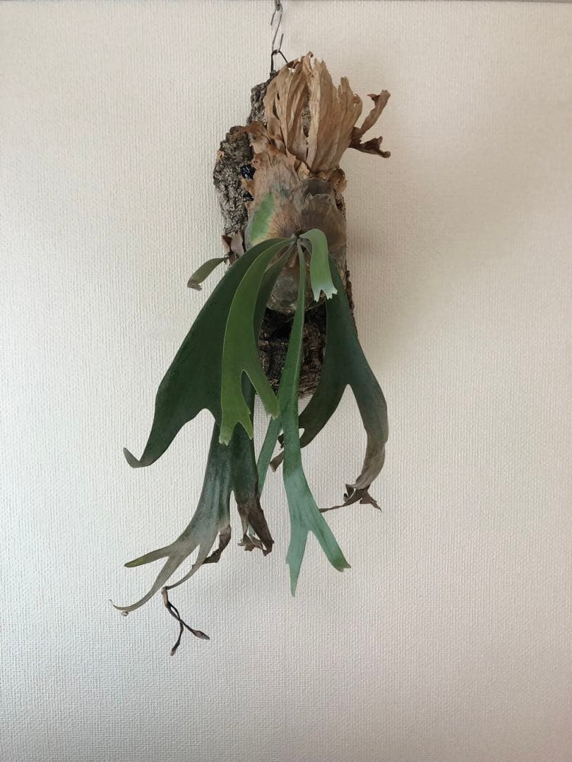 ★ Oceanbeaw★ビカクシダ5点