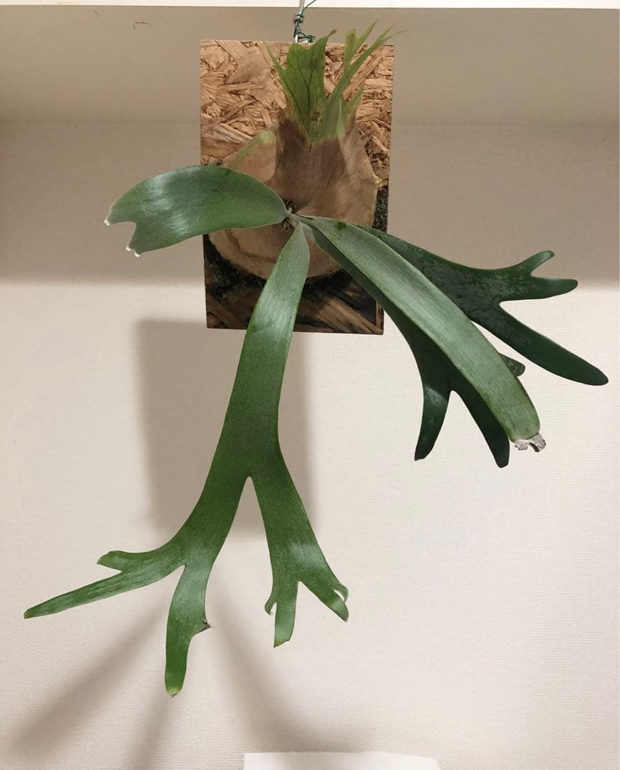 ★ Oceanbeaw★ビカクシダ5点