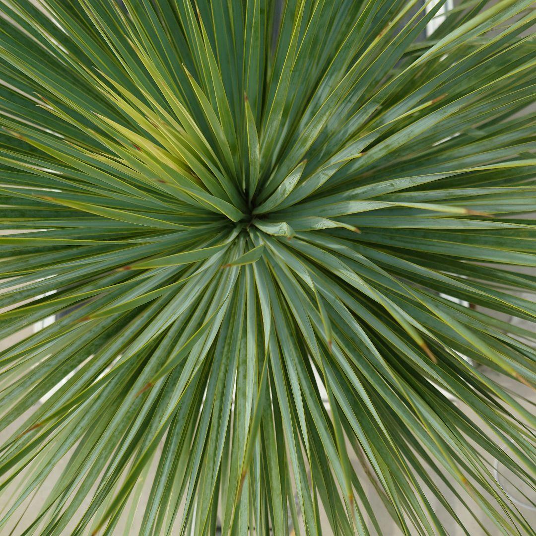 ユッカ ロストラータ 《Lサイズ・H=約1.6m・約45kg・14号》303