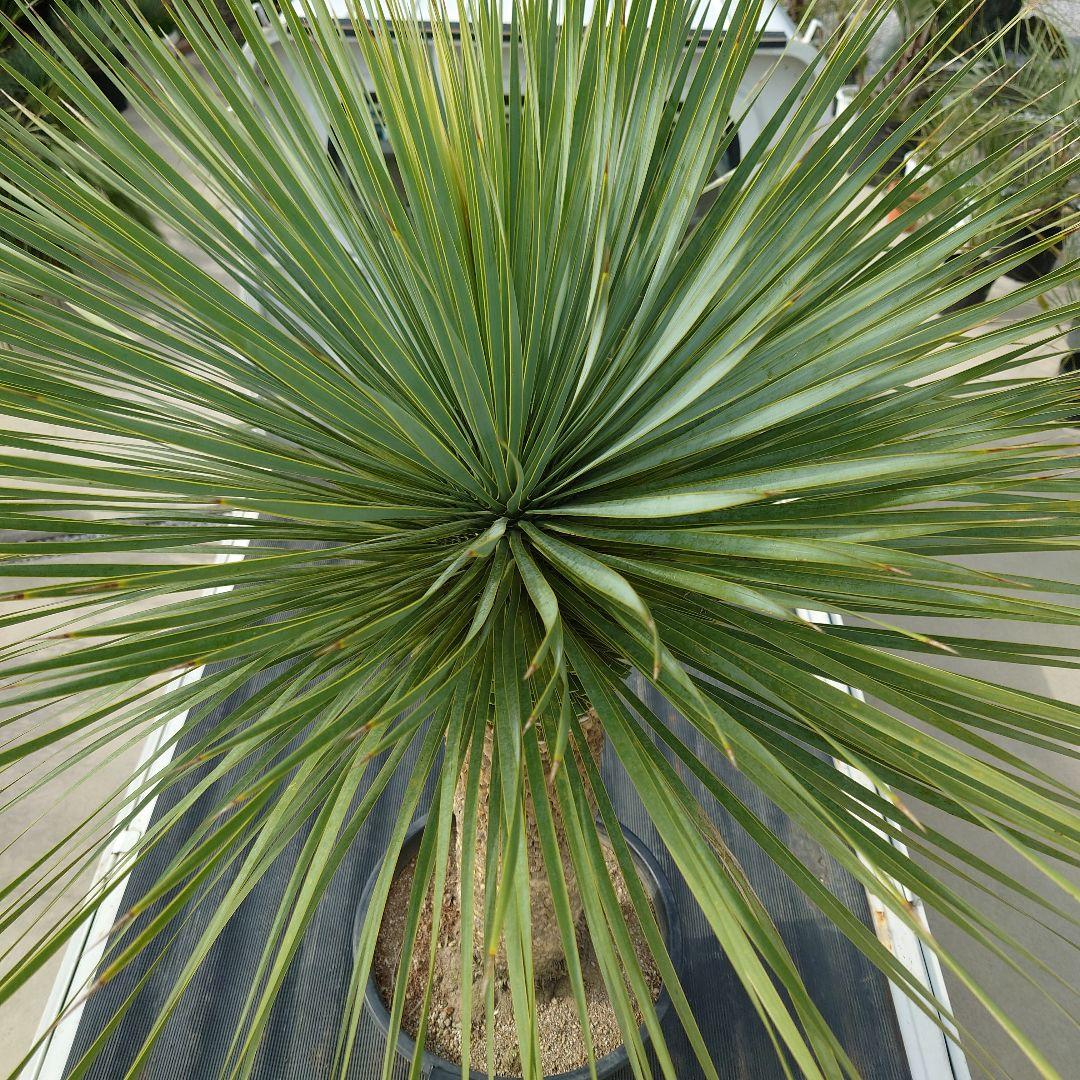 ユッカ ロストラータ 《Lサイズ・H=約1.6m・約45kg・14号》303