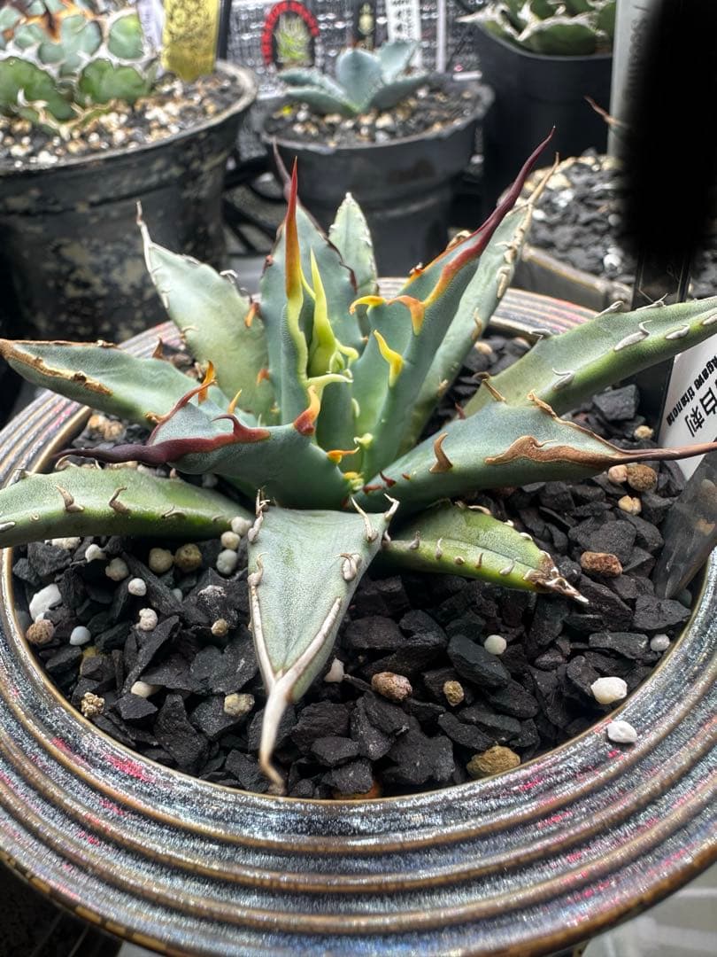 アガベ　ハイブリッド　選抜株