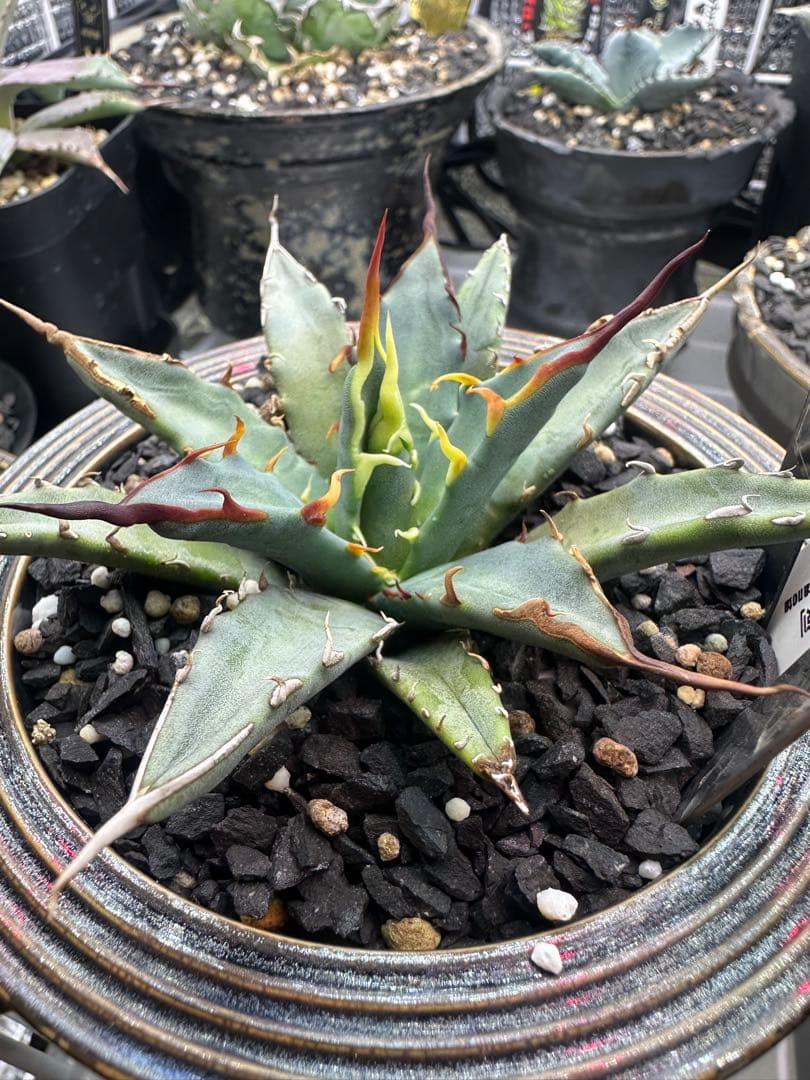 アガベ　ハイブリッド　選抜株