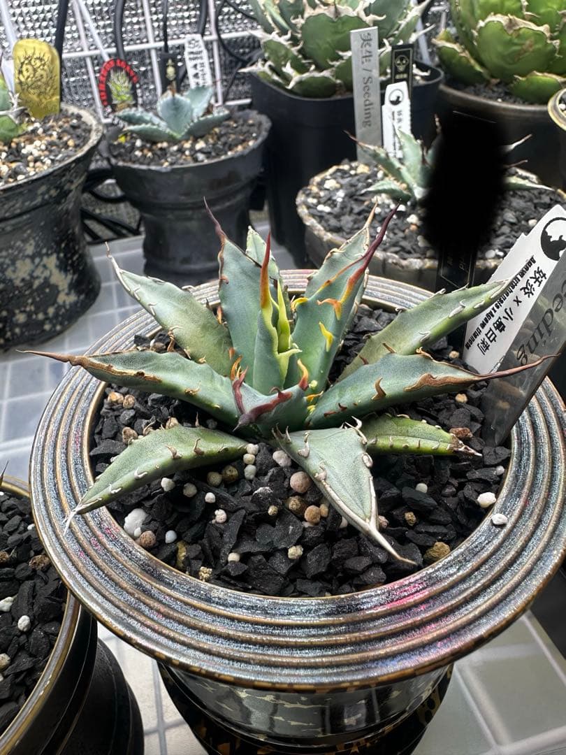 アガベ　ハイブリッド　選抜株