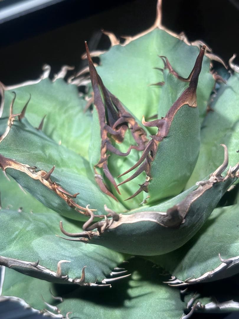 特出！アガベチタノタ毒液（極上株）超S級良形狂棘superヴェノム激レア