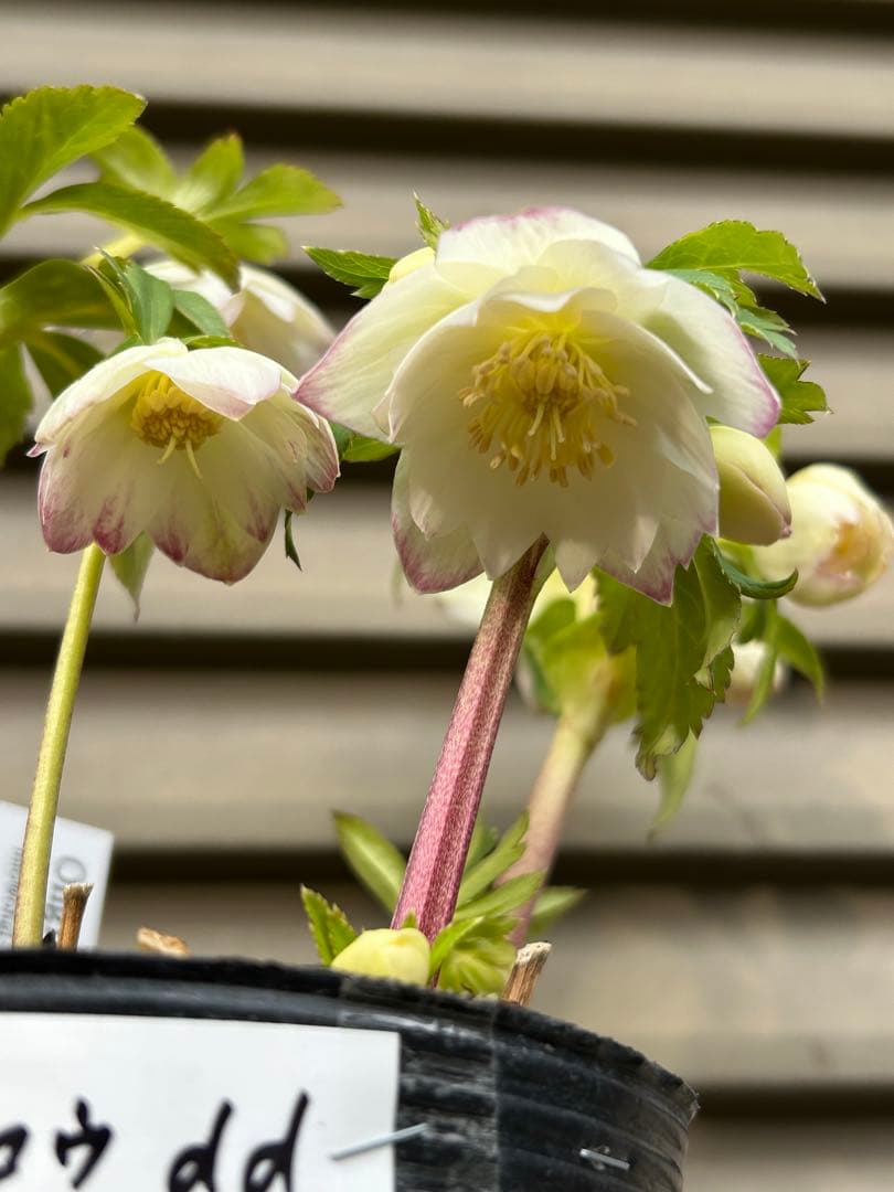 クリスマスローズ種　３粒 終了致しました。