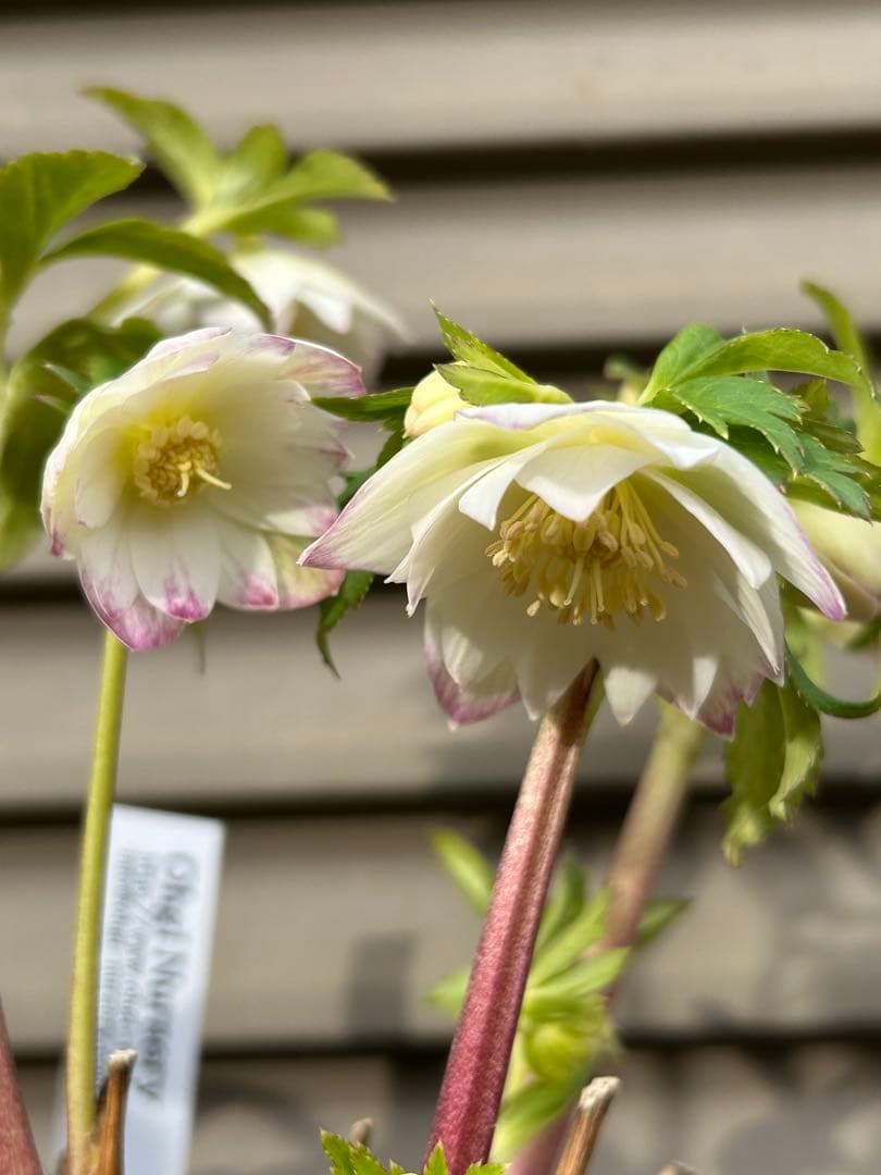 クリスマスローズ種　３粒 終了致しました。