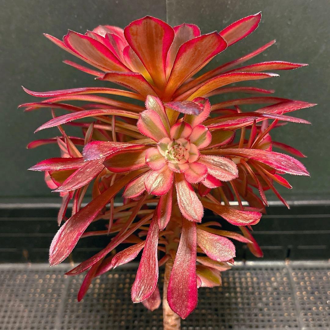 ❤️ みみ❤️さん専用 钵土付き出荷ゆうパック出荷