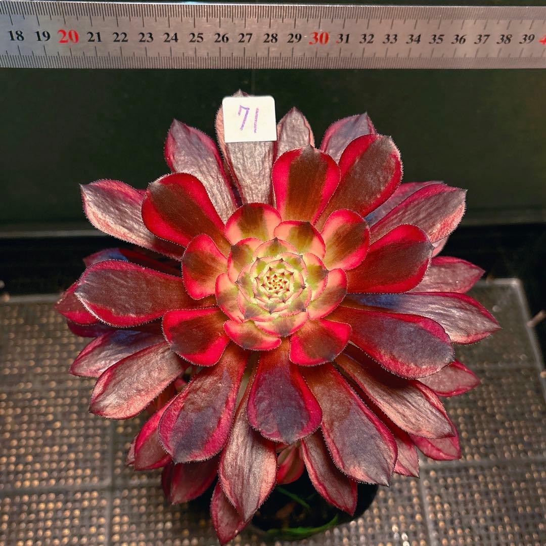 ❤️ みみ❤️さん専用 钵土付き出荷ゆうパック出荷